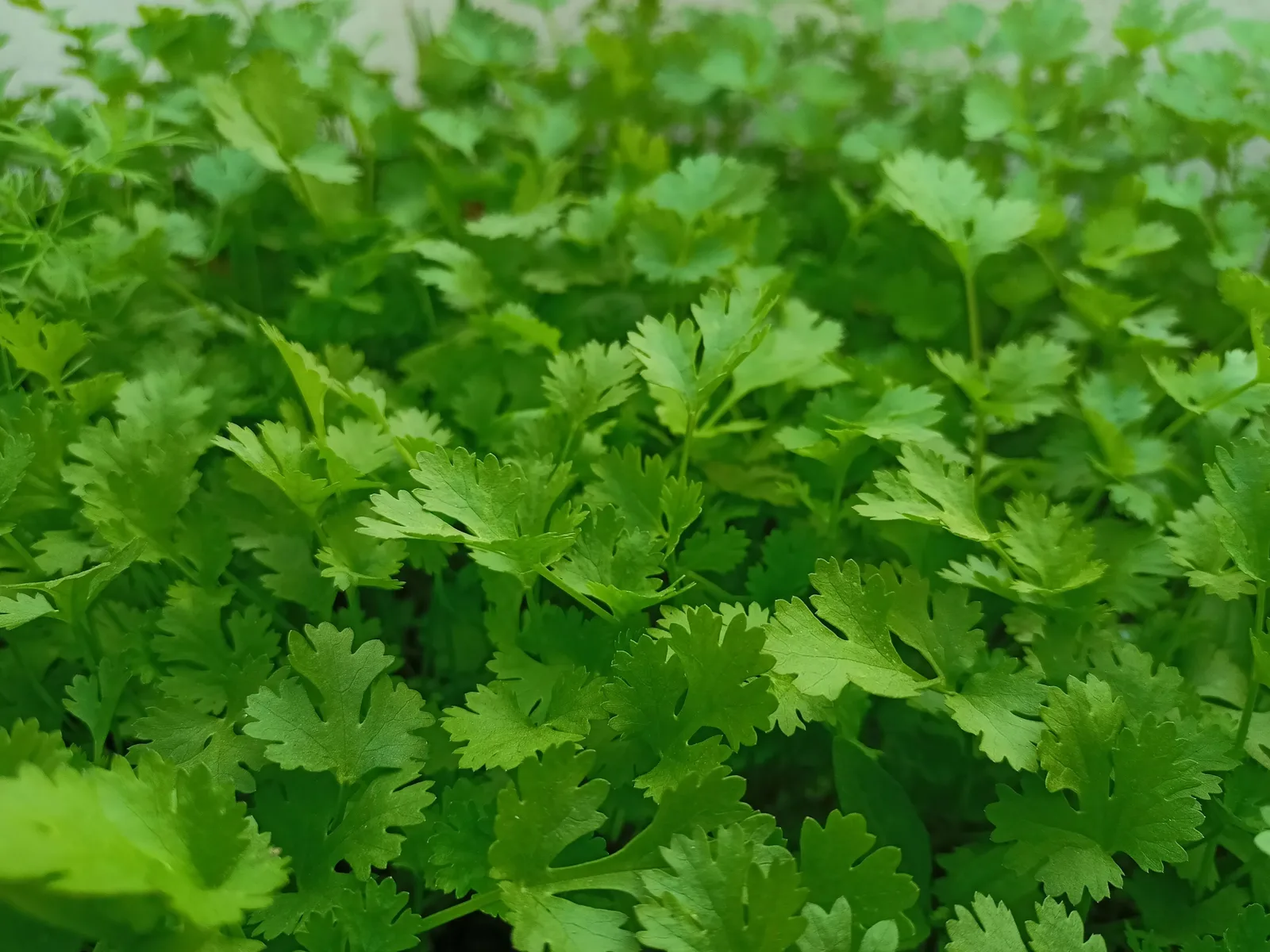 Fresh Coriander