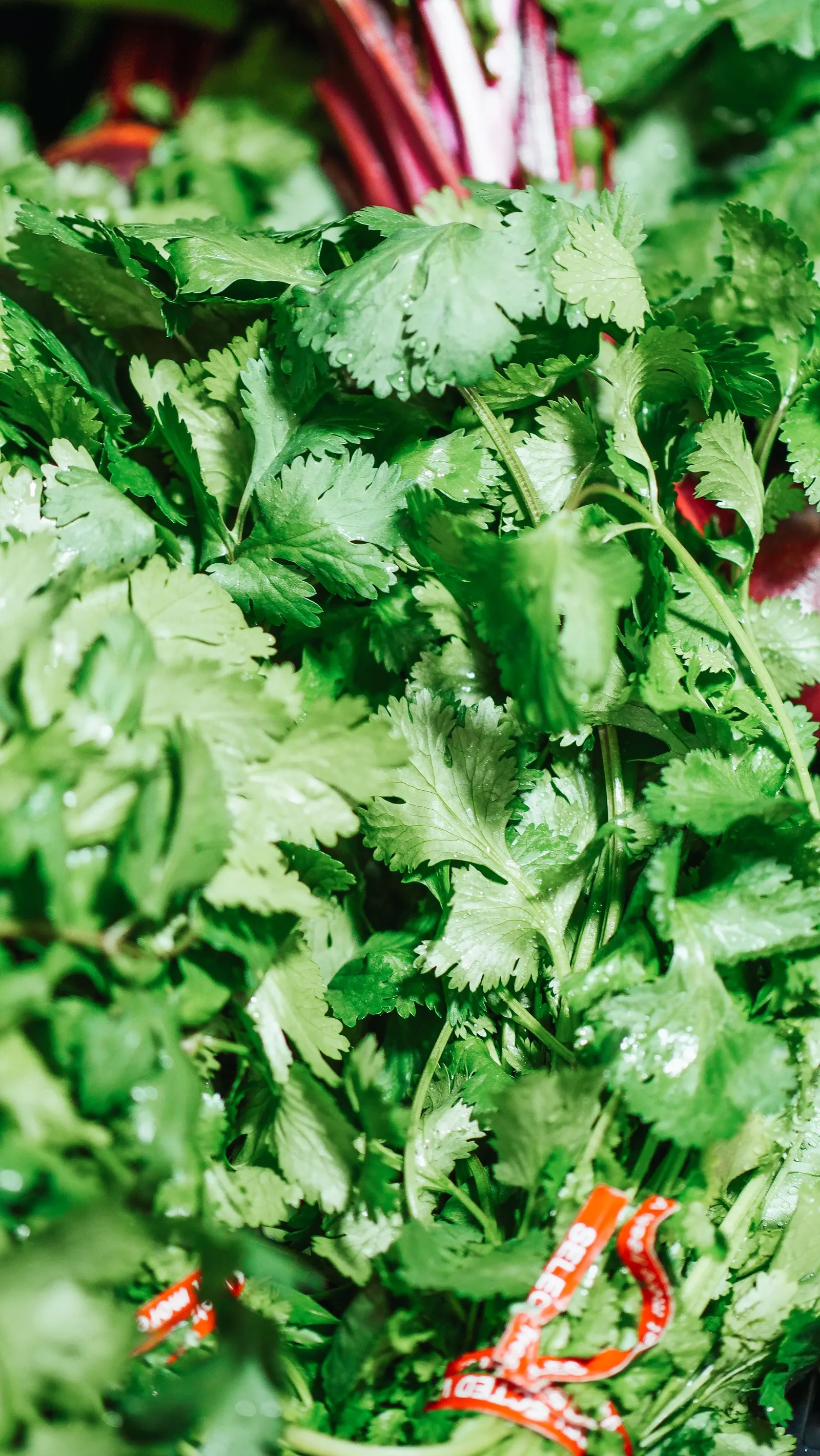 Fresh Coriander